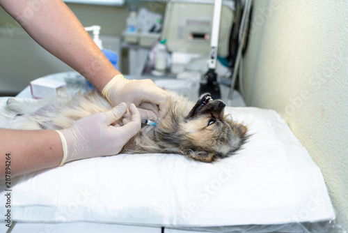 Fototapeta Naklejka Na Ścianę i Meble -  dog under anesthesia in veterinarian clinic waiting for surgery
