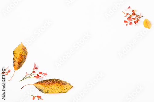Autumn composition made of autumn dry multi-colored leaves on white background. Autumn, fall concept.
