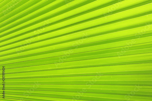 green palm leaves texture background