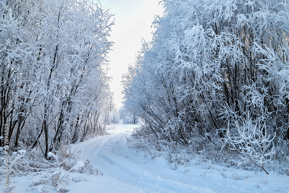 Obraz premium Snowy road among the trees covered with frost on a winter