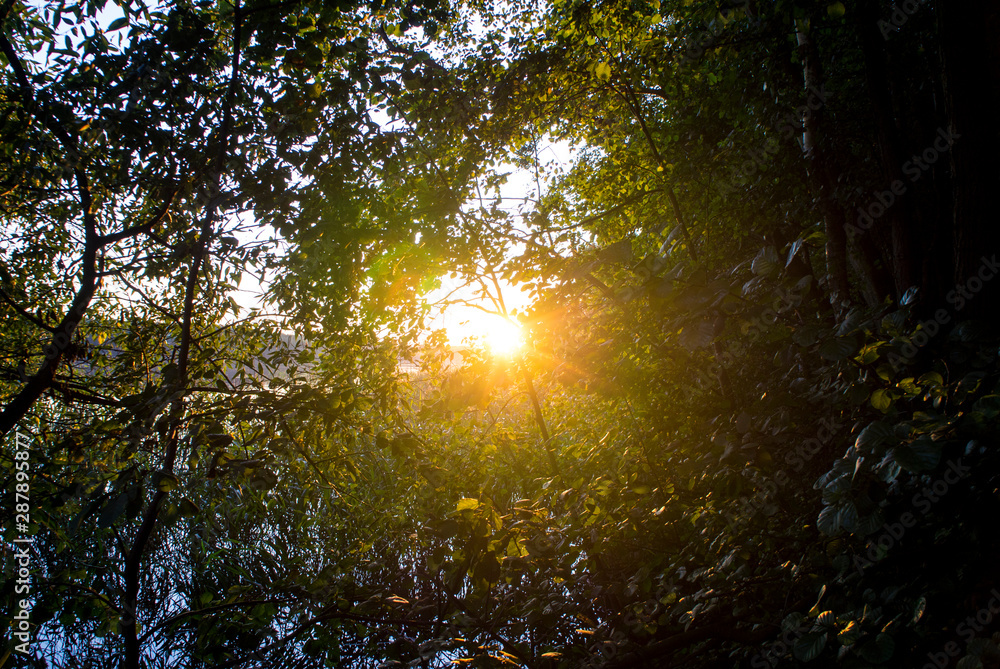 The sun shines through green leaves in nature The sun shines through green leaves in nature