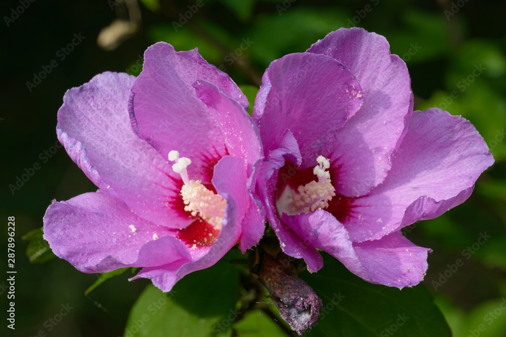 Naklejka premium Closeup of Hibiscus flower
