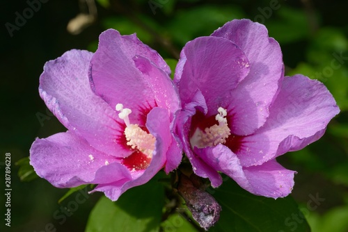 Closeup of Hibiscus flower