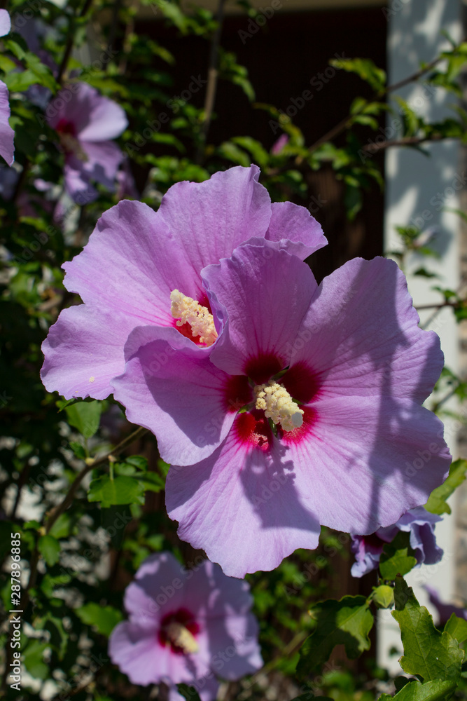 La flor de la lila tiene pétalos grandes. Stock Photo | Adobe Stock