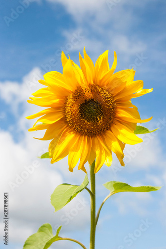 one sunflower sky sunny flower