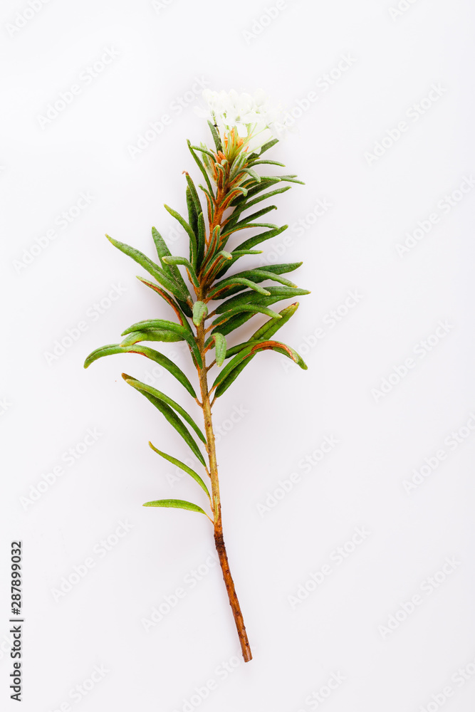 Fototapeta premium Marsh Northern Labrador Tea, Ledum palustre plant isolated on a white background.
