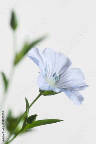 Flax (Linum usitatissimum) flowers