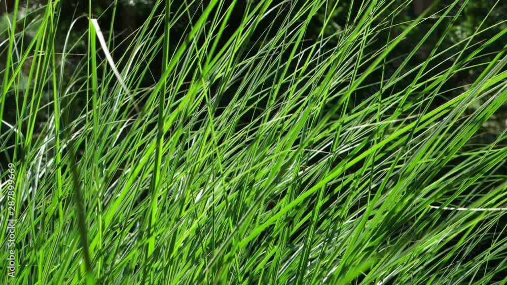 A light breeze sways tall ornamental grasses in the summer garden A light breeze sways tall ornamental grasses in the summer garden