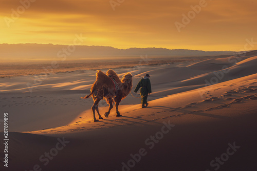 Camel going through the sand dunes on sunrise, Gobi desert Mongolia Fototapet
