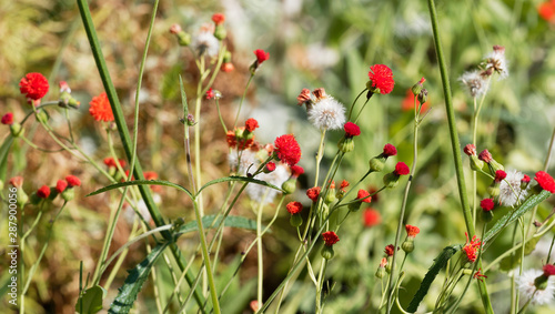 Emilia coccinea ou cucolie rouge écarlate Scarlet magic', petite fleur sur de hautes tiges aux petits chardons rouges discrète et ornementale d'origine africaine