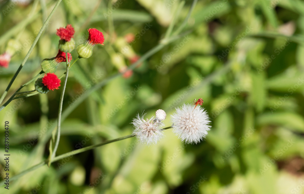 (Emilia coccinea) Petits chardons rouges écarlates et akènes plumeux de cucolies sur de hautes tiges (Emilia coccinea) Petits chardons rouges écarlates et akènes plumeux de cucolies sur de hautes tiges