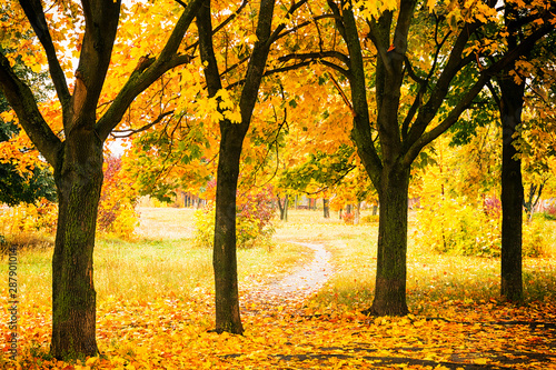 Beautiful autumn park with colorful trees and sunlight.