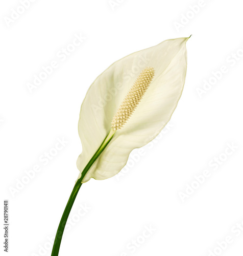 Spathiphyllum or Peace lily flower, Fresh white flower isolated on white background, with clipping path