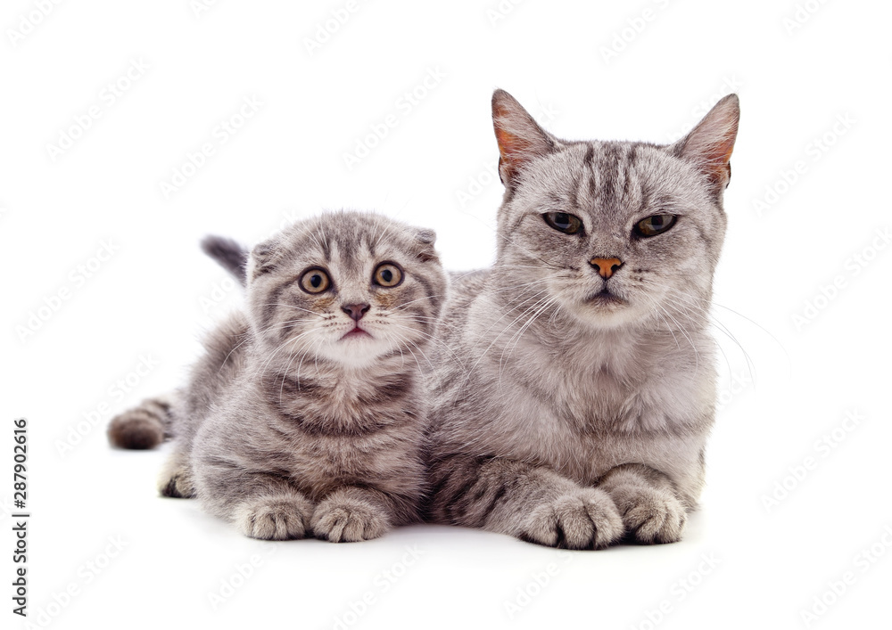 Obraz premium Mom cat with kitten.