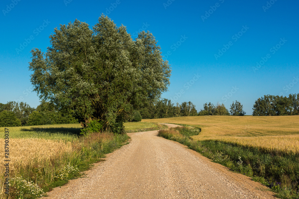 Masurian meadows and fields near Banie Mazurskie, Masuria, Poland