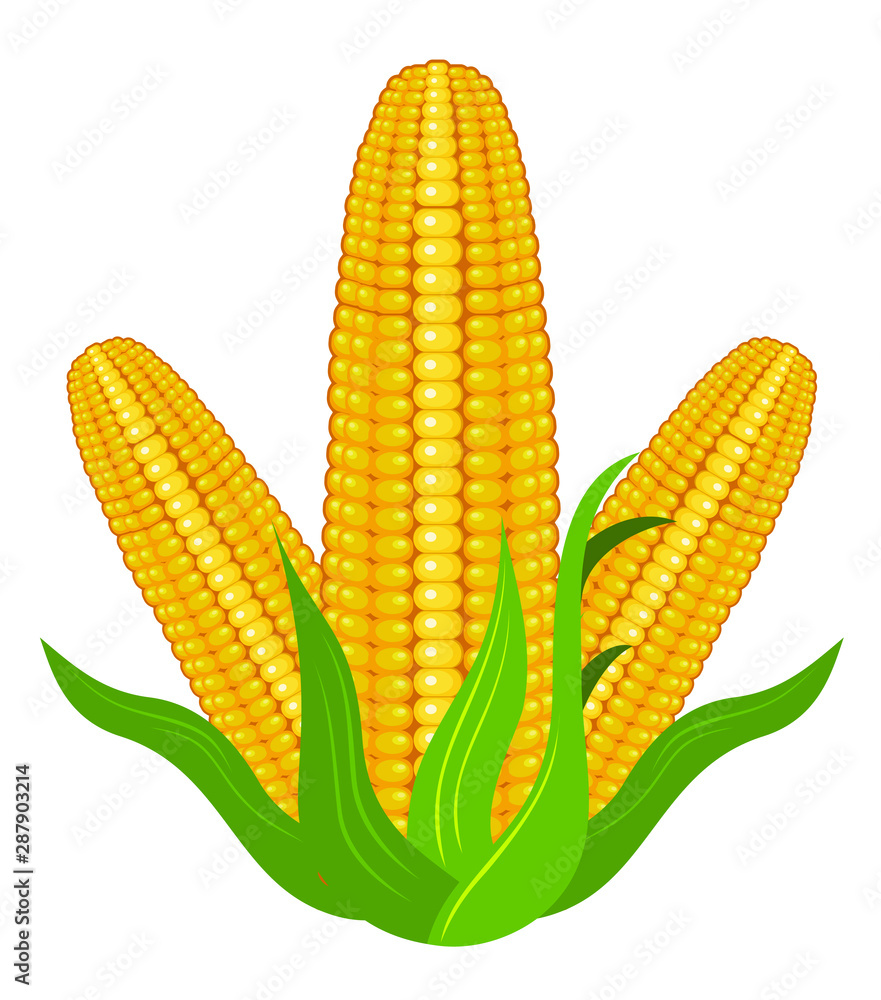 Obraz premium Real corns design vector eps format