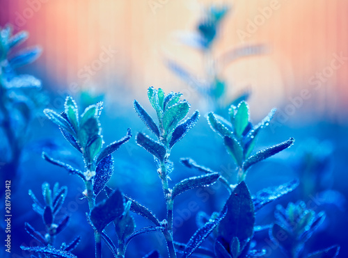 beautiful natural background with blue grass covered with shiny drops of fres...