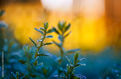 beautiful natural background with grass covered with shiny drops of fresh dew...