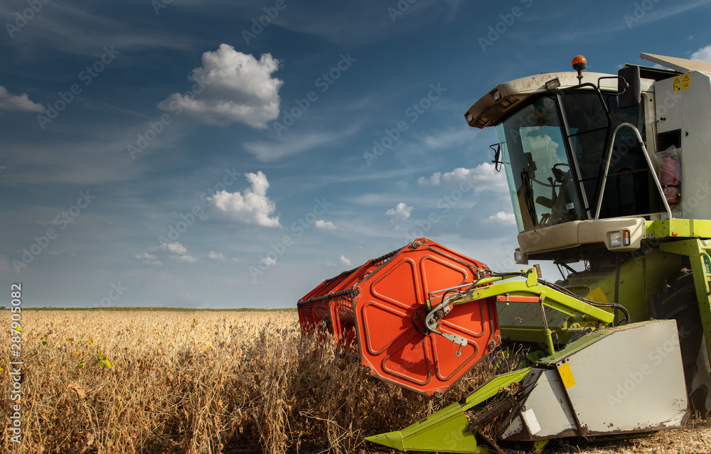 Fototapeta premium Soybean harvest in autumn