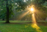 wonderful morning in the park - sun rays breaking through the canopy of trees, fog illuminated by the morning sun