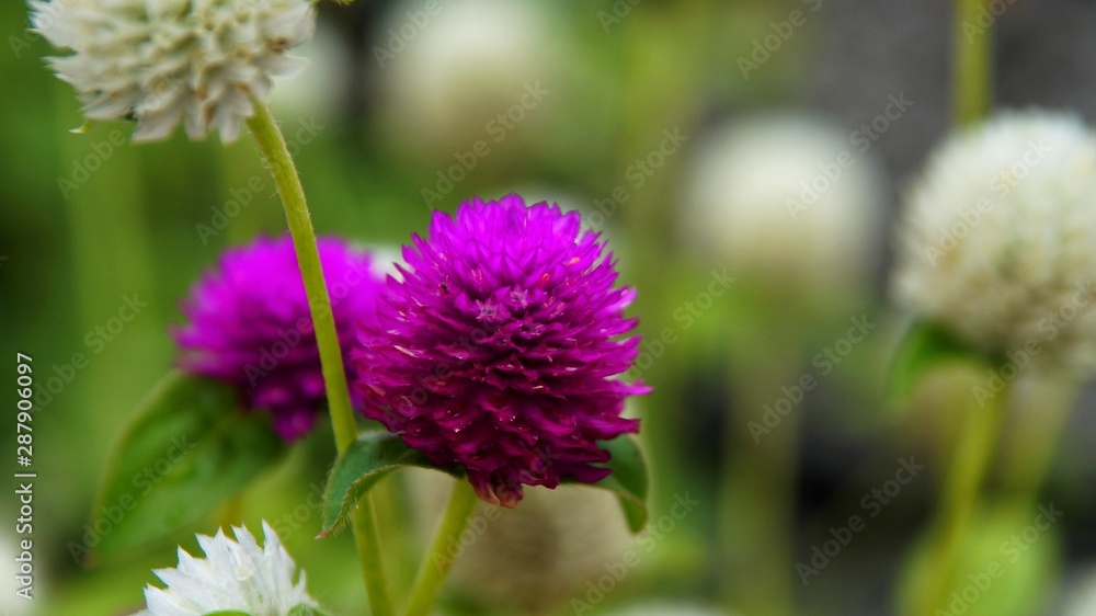 Purple and white flowers with green leaves as background.(image contain certain grain or noise and soft focus when view at full resolution). Selected focus. Close up. Purple and white flowers with green leaves as background.(image contain certain grain or noise and soft focus when view at full resolution). Selected focus. Close up.