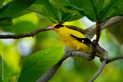 Black-naped oriole - Oriolus chinensis passerine bird in the oriole family that is found in many parts of Asia photo