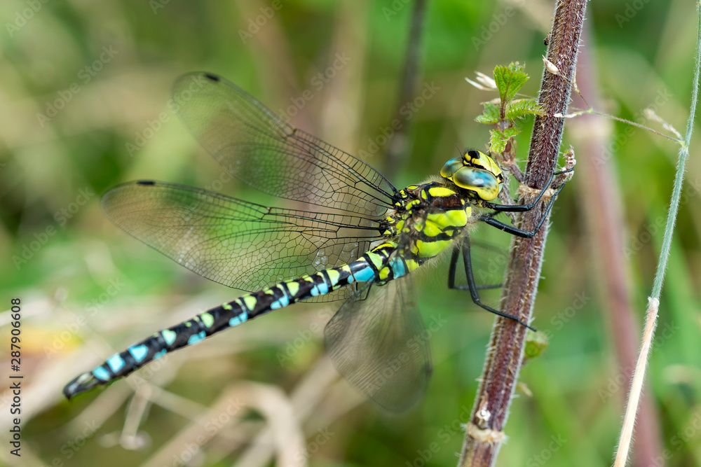 Southern Hawker Dragonfly ( Aeshna cyanea) male in Autumn Southern Hawker Dragonfly ( Aeshna cyanea) male in Autumn