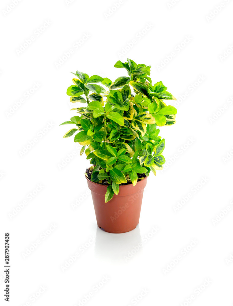 The plant Euonymus japonicus, family Celasiraceae The plant Euonymus japonicus, family Celasiraceae