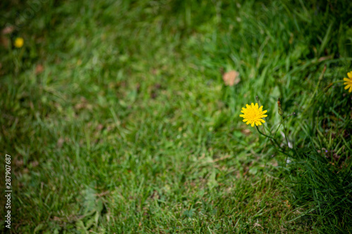 Single yellow Dandelion Flower in Meadow