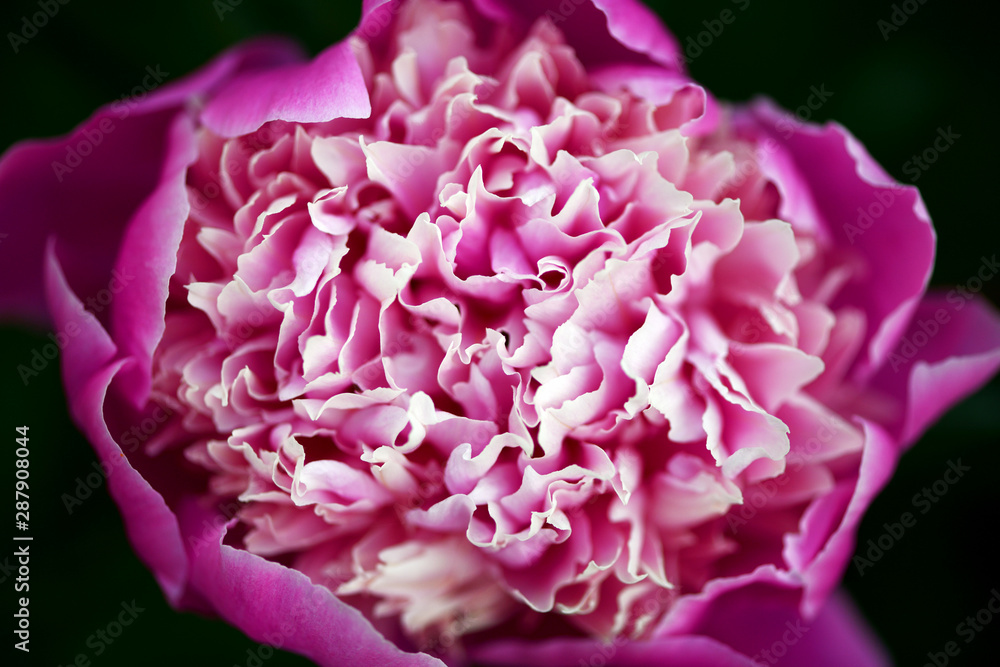 Peony. Close-up of pink peony flower. Flower bloom. Macro photo