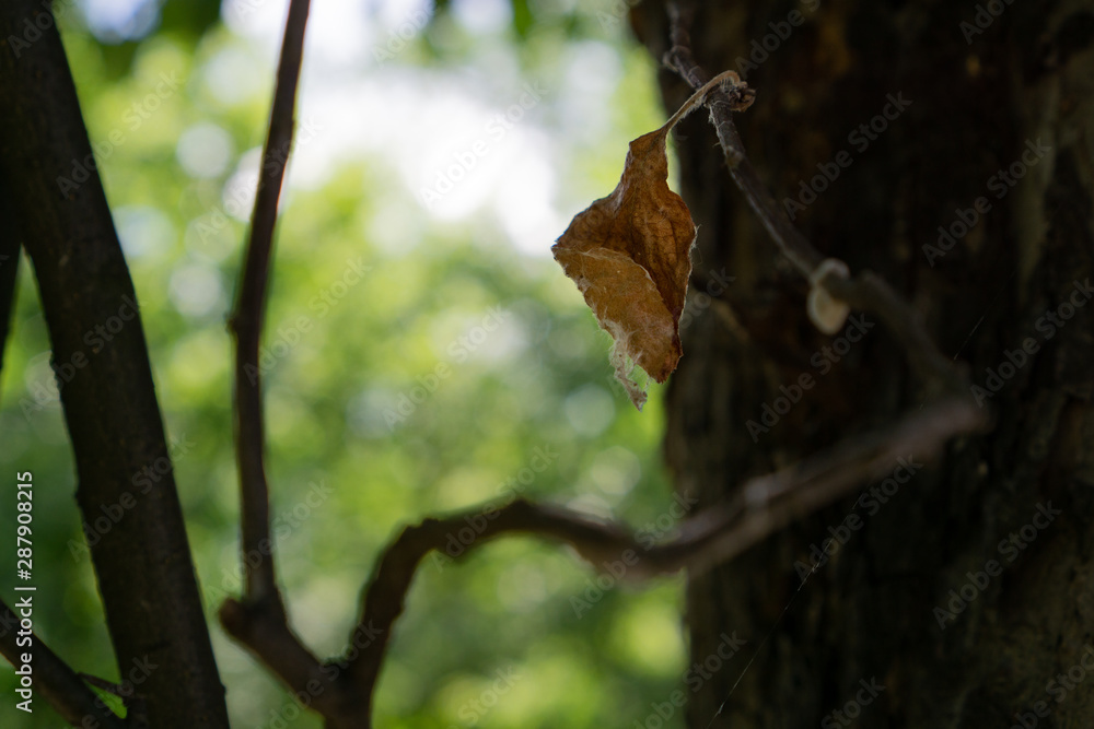Obraz premium Dry light brown leaf on a curved branch near a dark trunk. Horizontal orientation.
