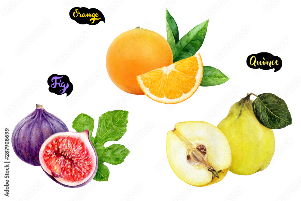 Fig orange quince set fruit watercolor isolated on white background