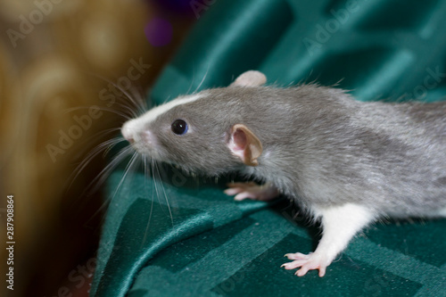  new year 2020. Symbol of the year. Gray mouse on a dark green background of Christmas decorations.