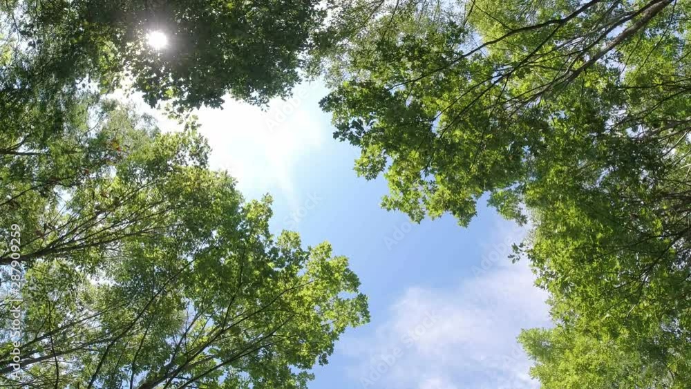 sun looking thru green trees - blue sky sun looking thru green trees - blue sky