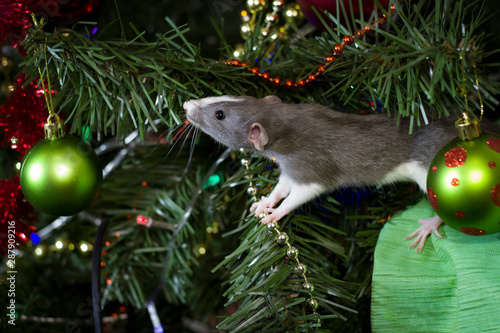  Symbol of the year. A gray mouse sits on a background of Christmas decorations and lights. Background for design. Happy new year 2020.