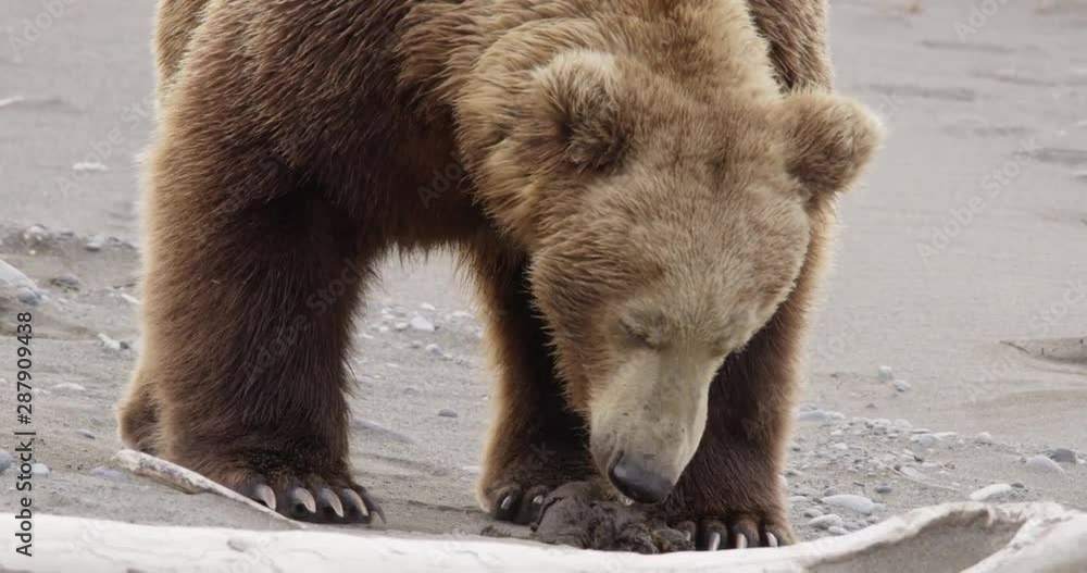 Alaskan Coastal Grizzly Brown Bear smells pile of poop scat CU. 4K RED. Alaskan Coastal Grizzly Brown Bear smells pile of poop scat CU. 4K RED.