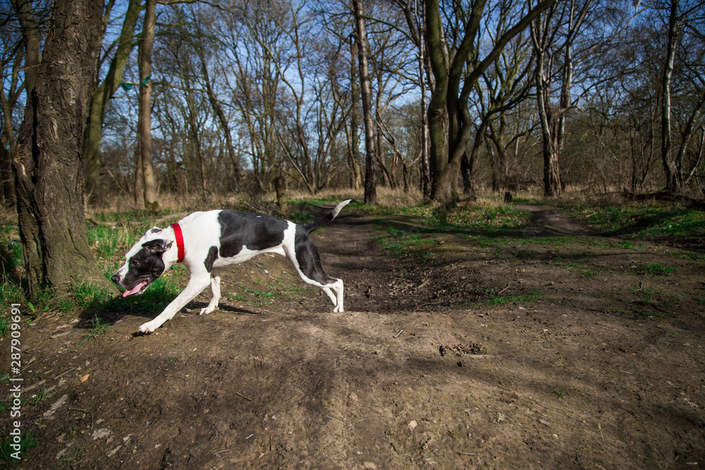 Dog walk in the woods