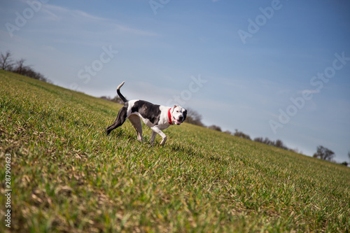 Dog walk in the fields