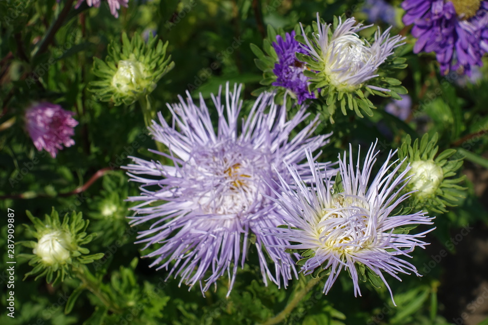 Pastel violet flower heads of China aster