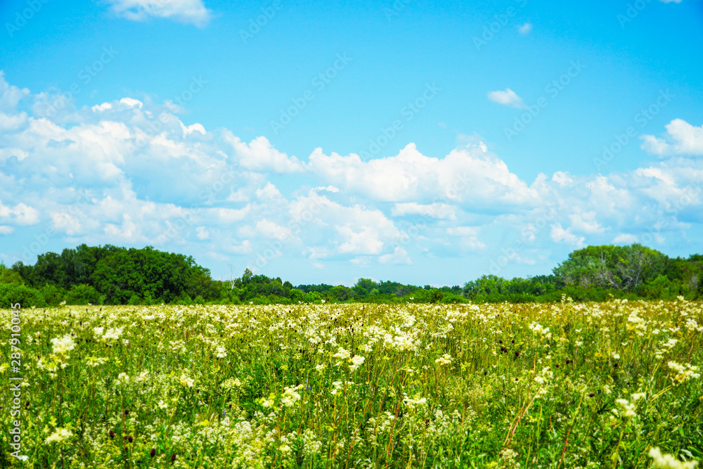 Summer meadow with white flowers. White meadow flower yarrow. In the distance see the forest. Cloudy sky