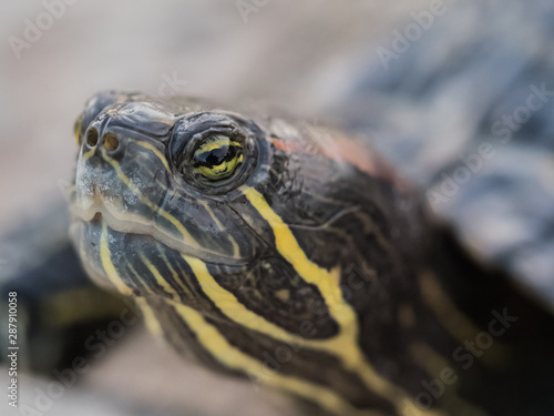 Turtle Eye & Face - Macro -Up Close 