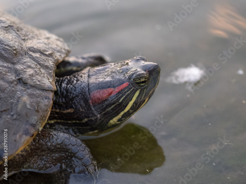 Turtle Head Over Water