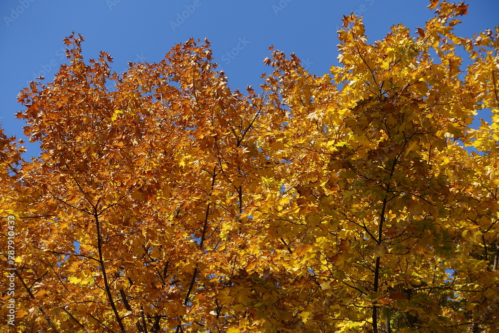 Brown and orange autumnal foliage of maple against blue sky Brown and orange autumnal foliage of maple against blue sky