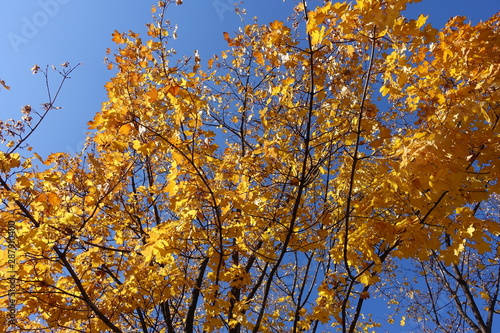 Bright orange leaves on branches of maple against blue sky in October