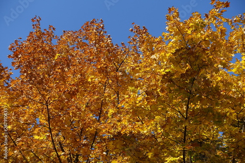 Brown and orange autumnal foliage of maple against blue sky