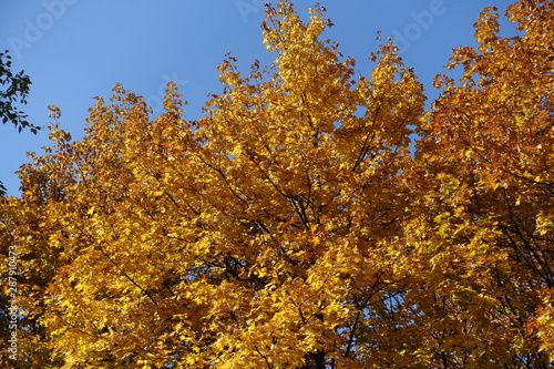 Brownish orange autumnal foliage of maple against blue sky photo