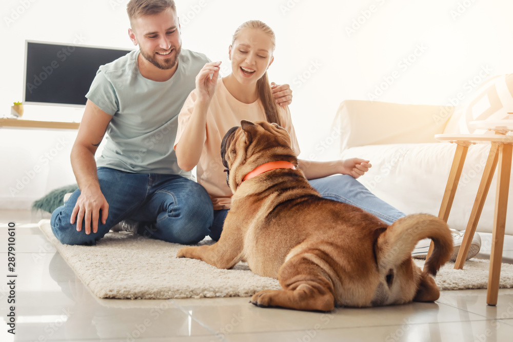 Happy couple training cute dog at home - obrazy, fototapety, plakaty 