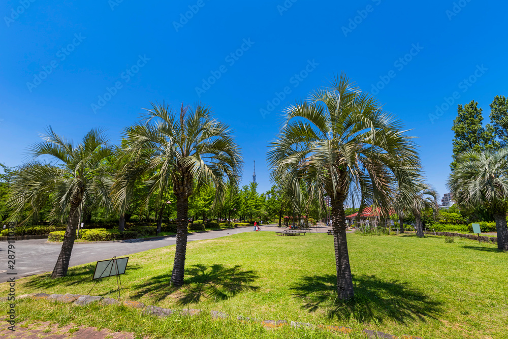 Fototapeta premium 新緑の猿江恩賜公園の風景
