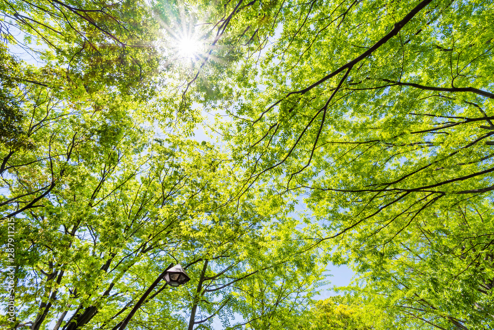 Fototapeta premium 爽やかな木漏れ日と新緑