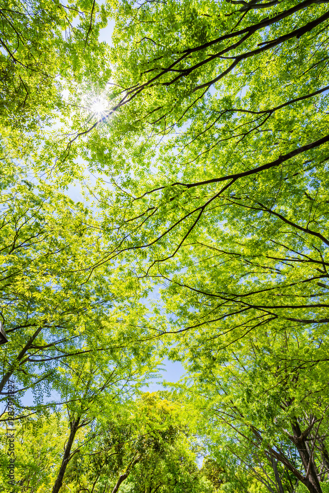 Fototapeta premium 爽やかな木漏れ日と新緑